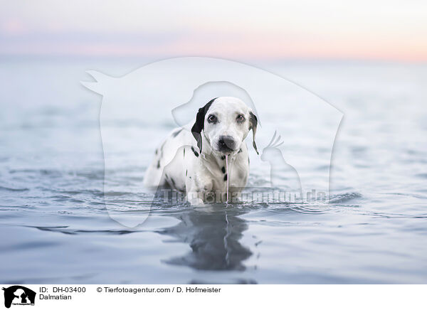 Dalmatian / DH-03400