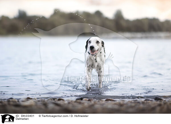 Dalmatian / DH-03401