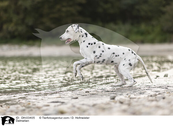 Dalmatian / DH-03405