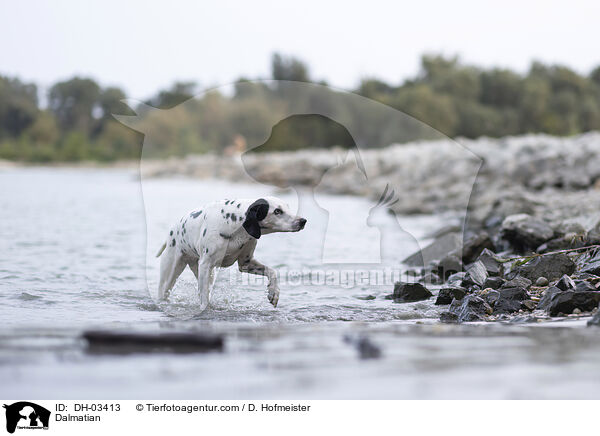 Dalmatian / DH-03413
