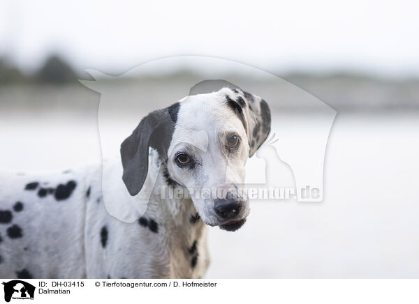 Dalmatian / DH-03415