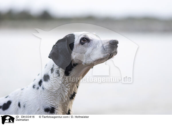 Dalmatian / DH-03416