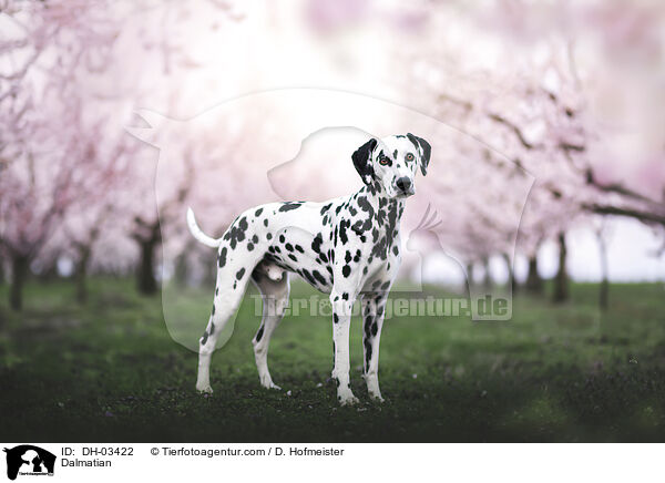 Dalmatian / DH-03422