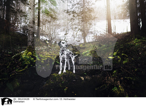 Dalmatian / DH-03426