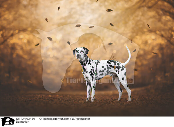 Dalmatian / DH-03430