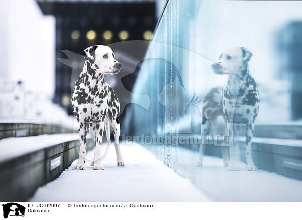 Dalmatian / JQ-02097