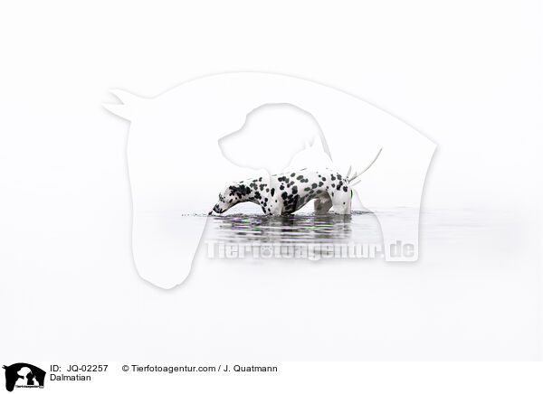 Dalmatiner / Dalmatian / JQ-02257