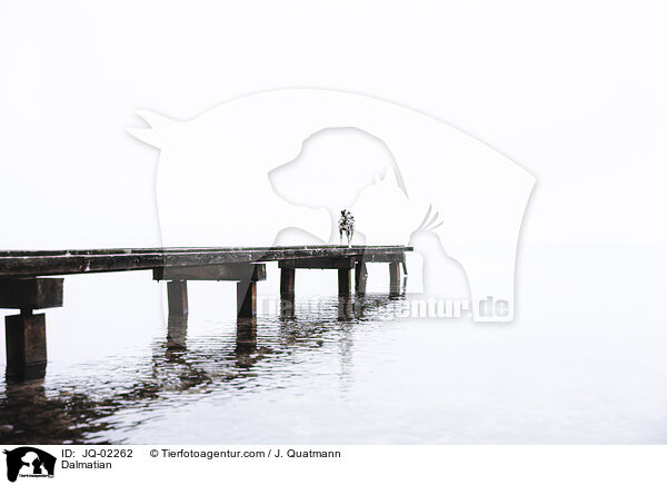 Dalmatian / JQ-02262