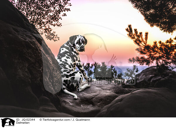 Dalmatian / JQ-02344