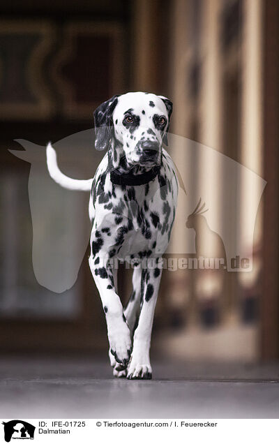 Dalmatiner / Dalmatian / IFE-01725