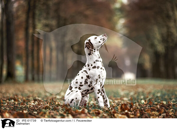 Dalmatian / IFE-01739