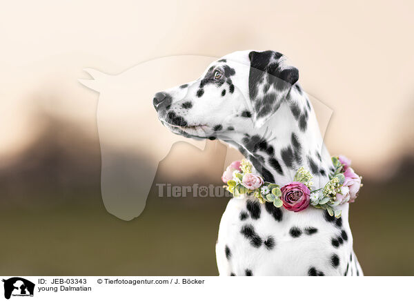 junger Dalmatiner / young Dalmatian / JEB-03343