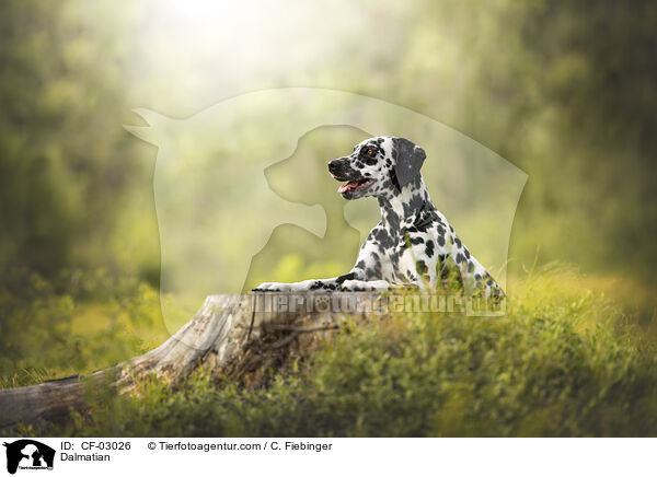Dalmatiner / Dalmatian / CF-03026