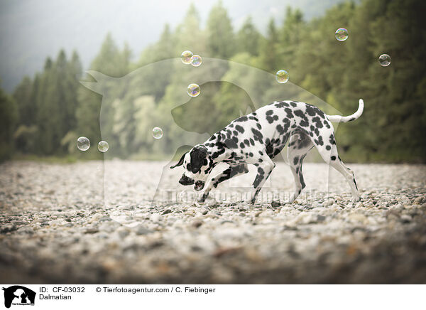 Dalmatiner / Dalmatian / CF-03032