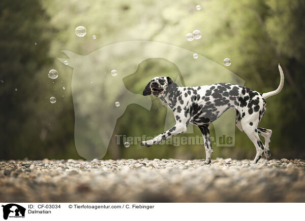 Dalmatiner / Dalmatian / CF-03034