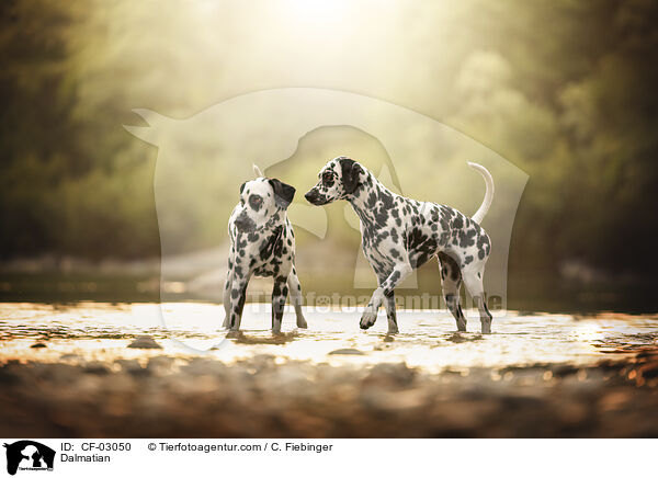 Dalmatiner / Dalmatian / CF-03050