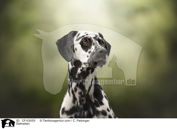 Dalmatiner / Dalmatian / CF-03055