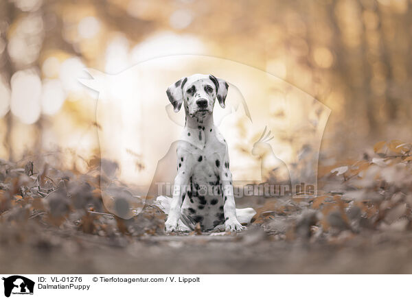DalmatianPuppy / VL-01276