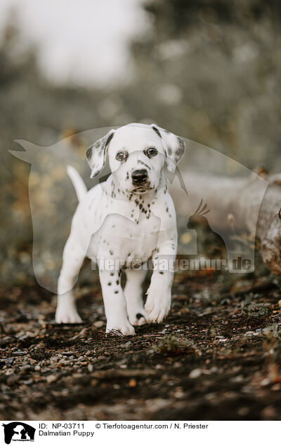 Dalmatiner Welpe / Dalmatian Puppy / NP-03711