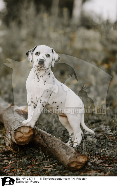 Dalmatiner Welpe / Dalmatian Puppy / NP-03714