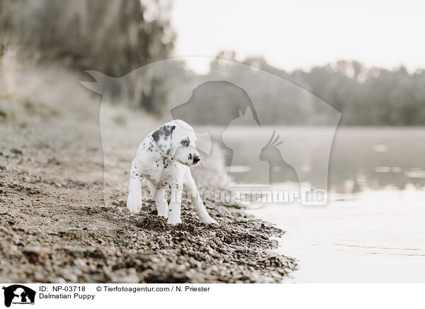 Dalmatiner Welpe / Dalmatian Puppy / NP-03718
