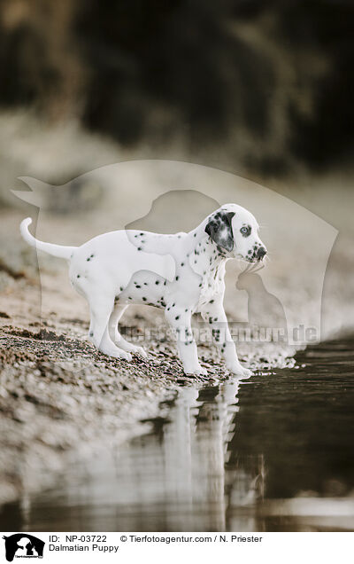 Dalmatiner Welpe / Dalmatian Puppy / NP-03722