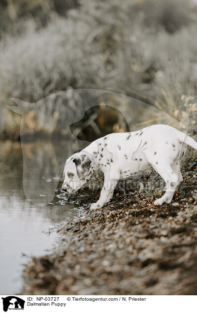 Dalmatiner Welpe / Dalmatian Puppy / NP-03727