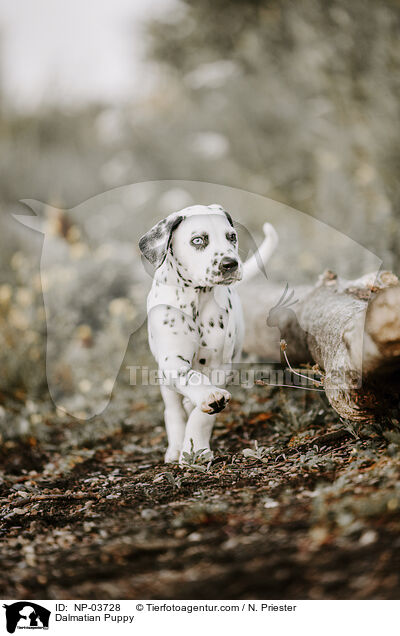 Dalmatiner Welpe / Dalmatian Puppy / NP-03728