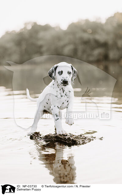 Dalmatiner Welpe / Dalmatian Puppy / NP-03730