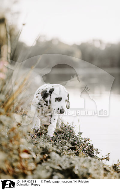 Dalmatiner Welpe / Dalmatian Puppy / NP-03733