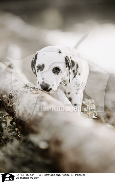 Dalmatiner Welpe / Dalmatian Puppy / NP-03734