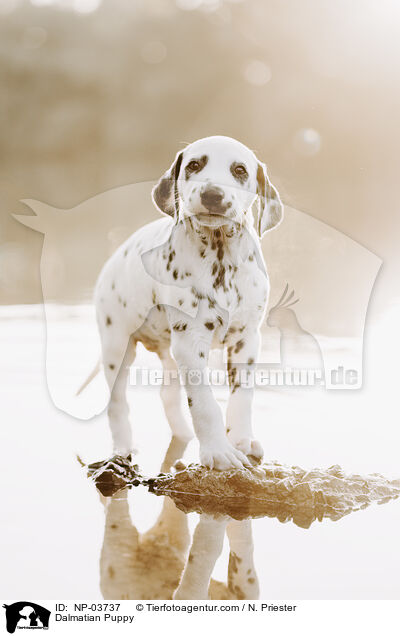 Dalmatiner Welpe / Dalmatian Puppy / NP-03737