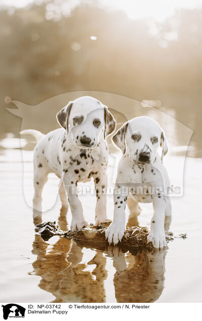 Dalmatiner Welpe / Dalmatian Puppy / NP-03742