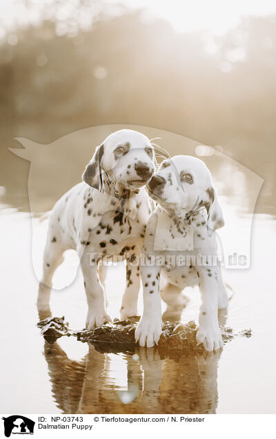 Dalmatiner Welpe / Dalmatian Puppy / NP-03743