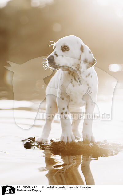 Dalmatian Puppy / NP-03747