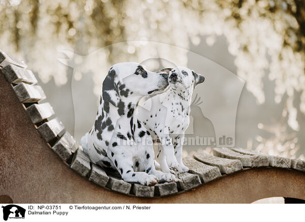Dalmatiner Welpe / Dalmatian Puppy / NP-03751