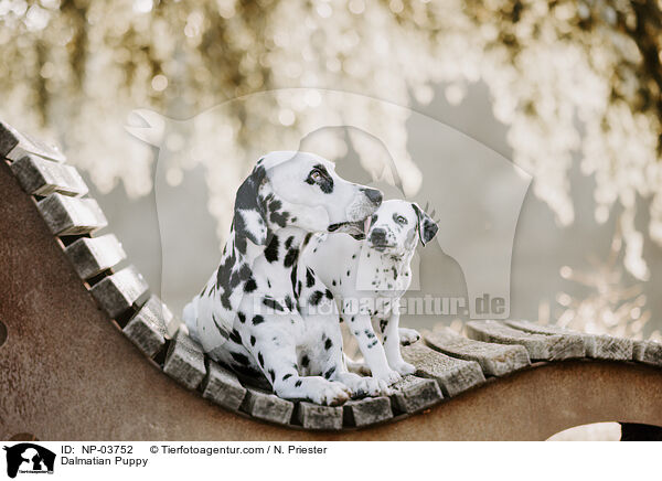 Dalmatiner Welpe / Dalmatian Puppy / NP-03752