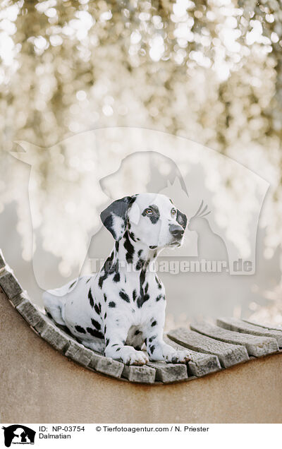 Dalmatiner / Dalmatian / NP-03754