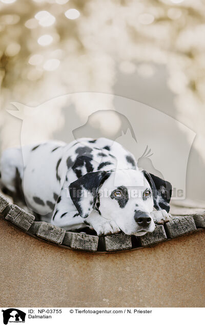 Dalmatiner / Dalmatian / NP-03755