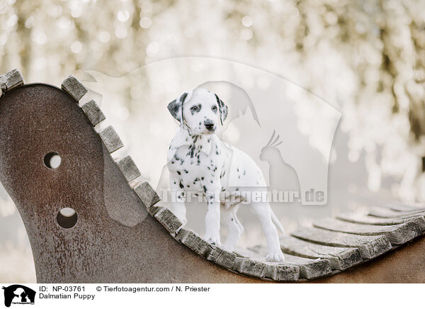 Dalmatiner Welpe / Dalmatian Puppy / NP-03761
