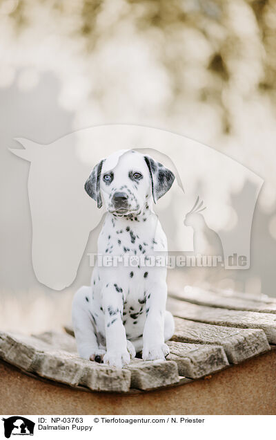 Dalmatiner Welpe / Dalmatian Puppy / NP-03763