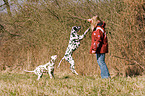 play with the dog