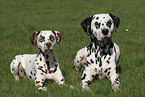 2 Dalmatians