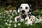 Dalmatian in flower field