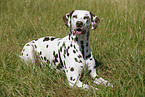 lying Dalmatian