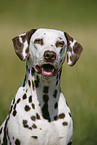 Dalmatian Portrait
