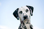 Dalmatian Portrait