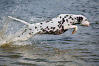 running Dalmatian