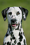 Dalmatian Portrait