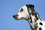 Dalmatian Portrait